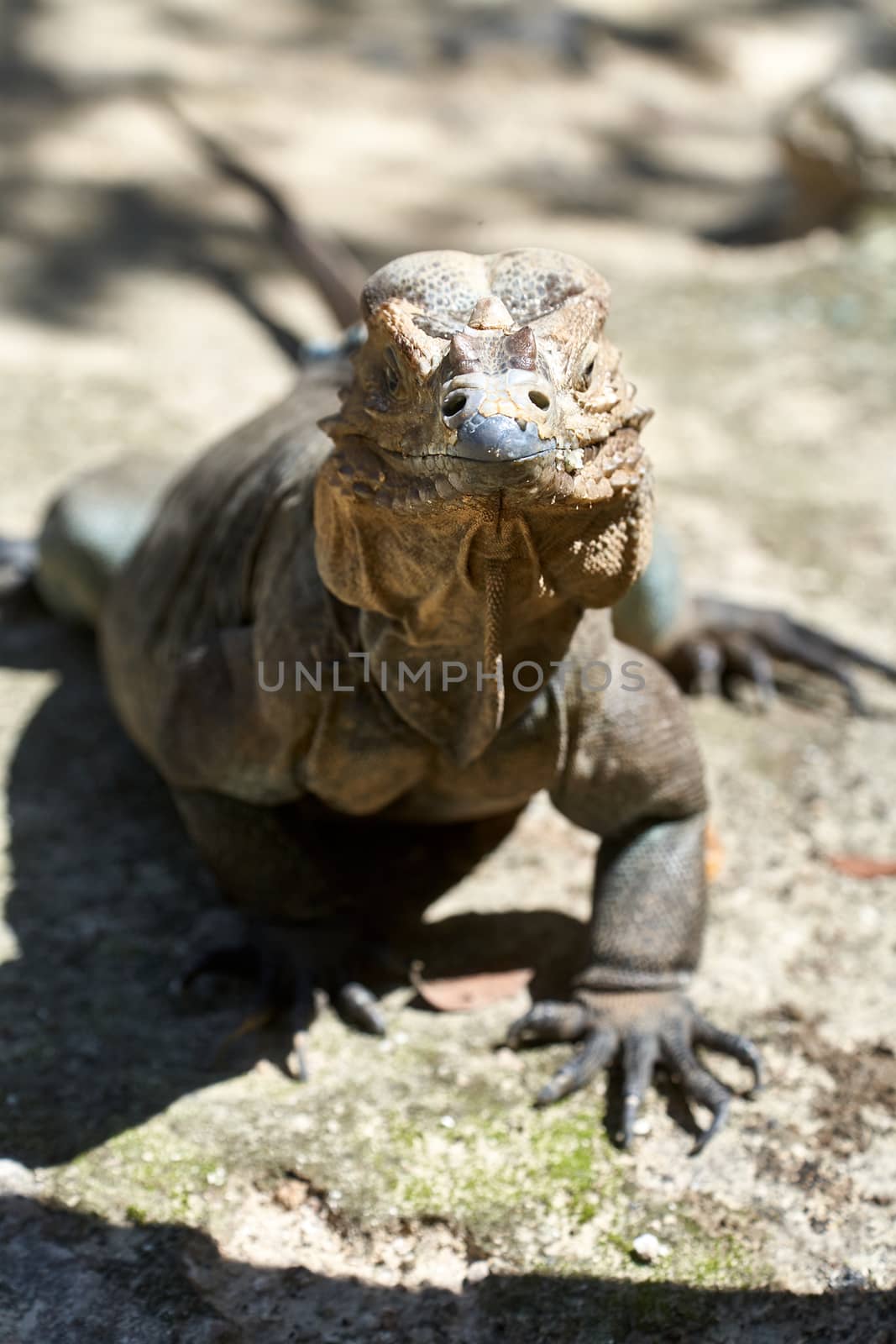 Iguana living in a zoo near Punta Cana in the Dominican Republic by ArturNyk