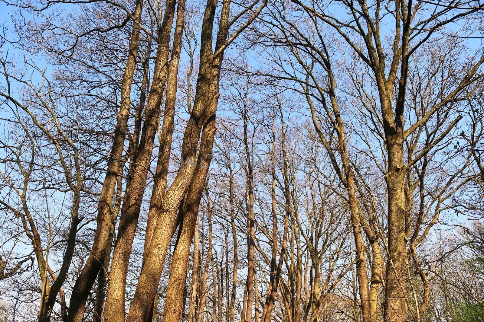 Beautiful view into a dense green forest with bright sunlight ca by MP_foto71