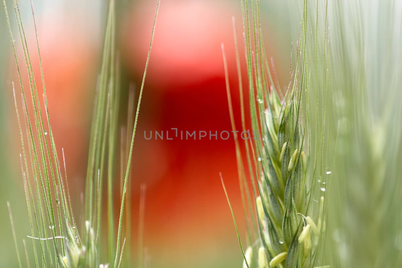 Ripe ears of rye on the background of red poppies by ArturNyk