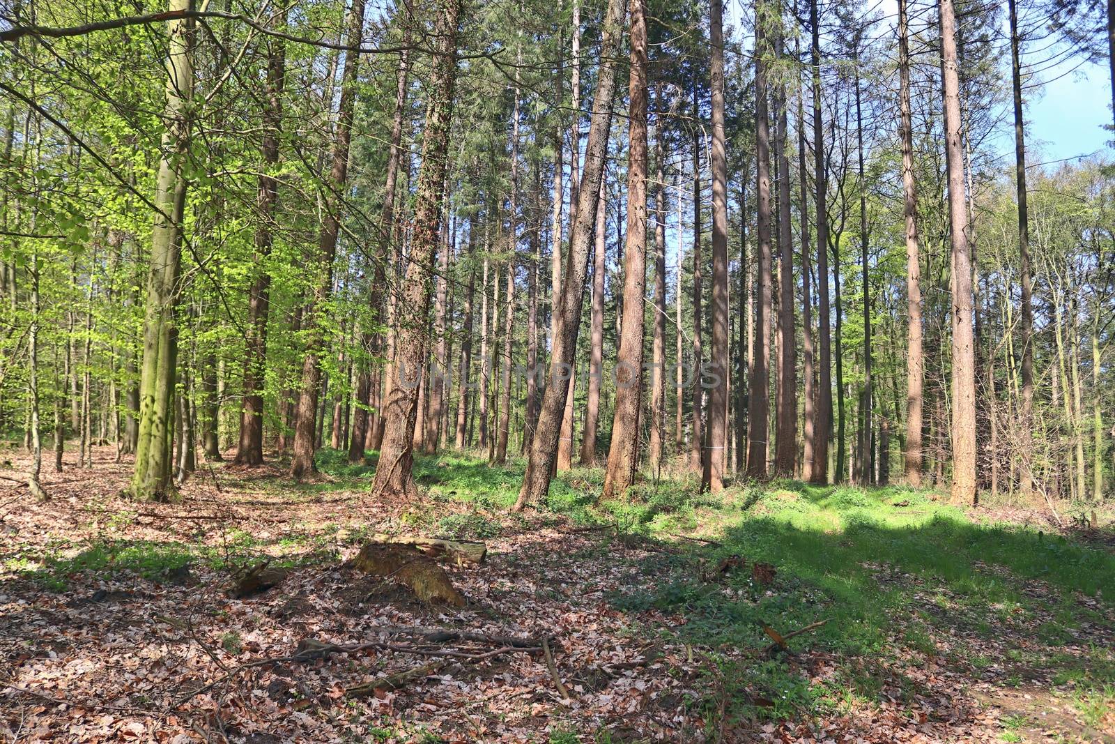 Beautiful view into a dense green forest with bright sunlight ca by MP_foto71