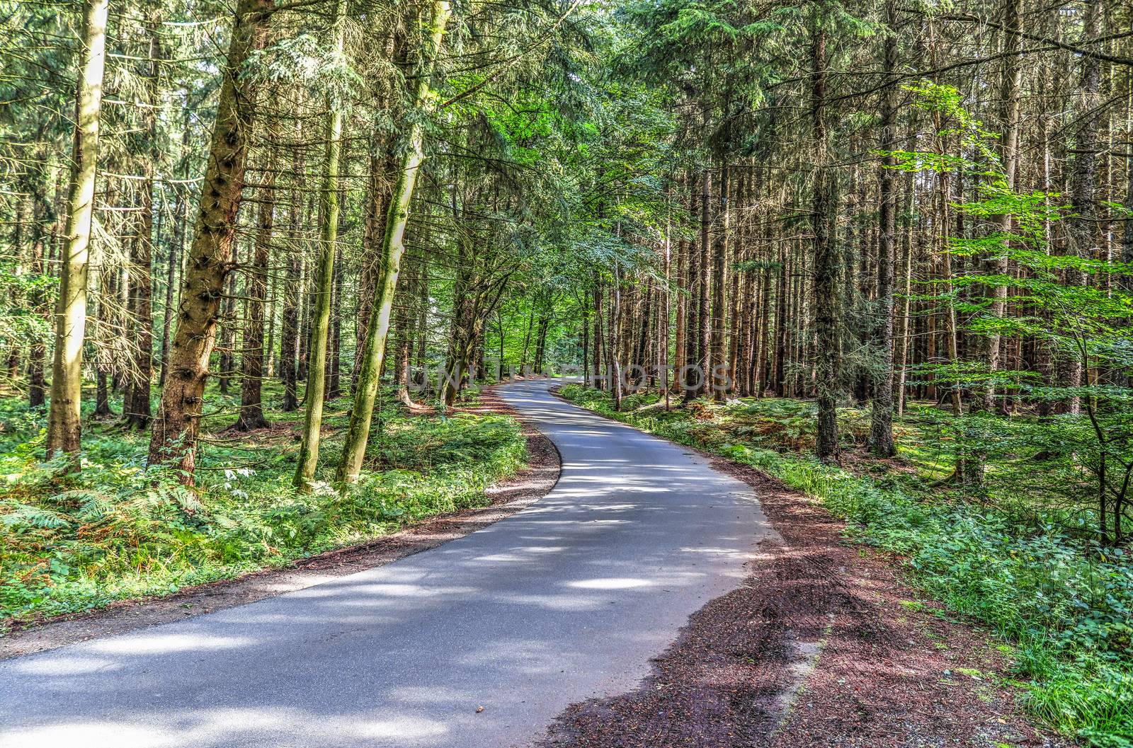 Beautiful view into a dense green forest with bright sunlight casting deep shadow.