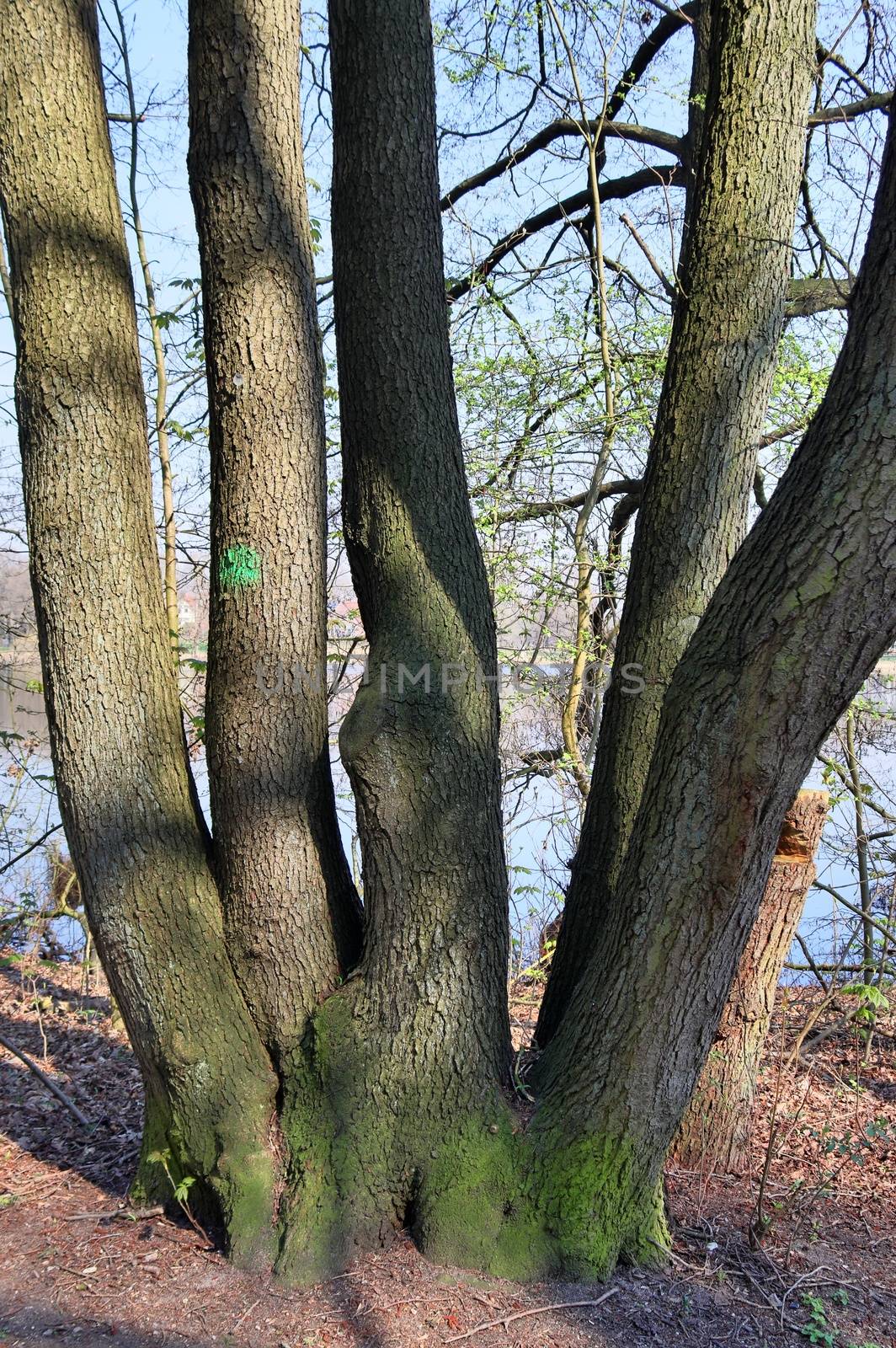 Beautiful view into a dense green forest with bright sunlight casting deep shadow.