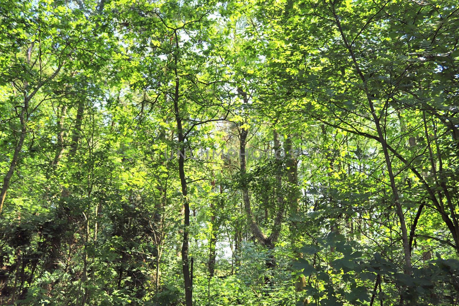 Beautiful view into a dense green forest with bright sunlight ca by MP_foto71