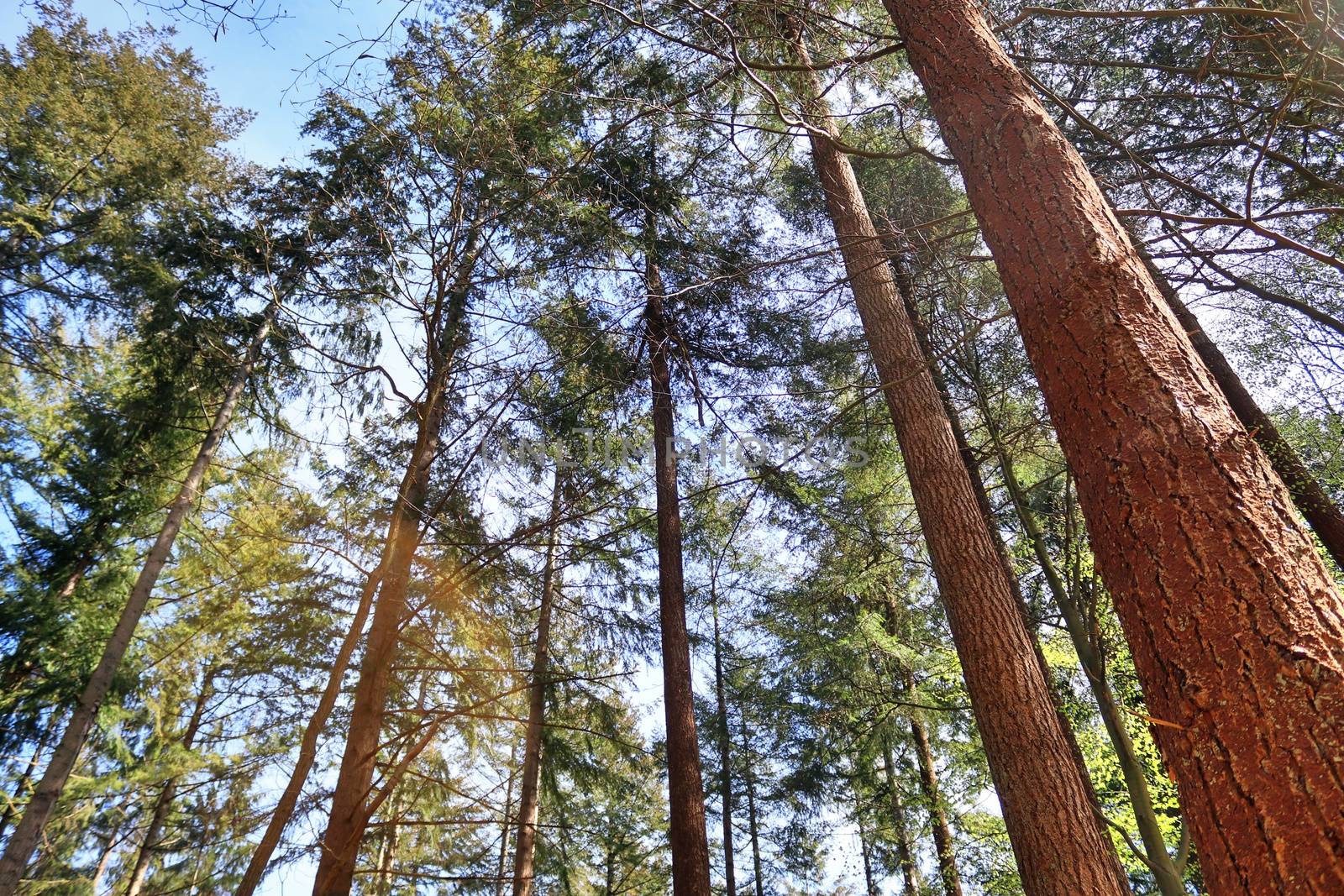 Beautiful view into a dense green forest with bright sunlight ca by MP_foto71