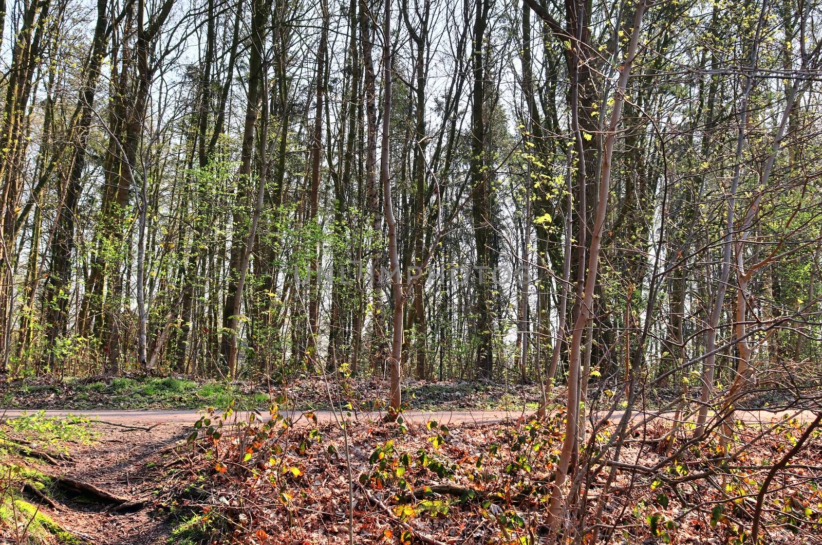 Beautiful view into a dense green forest with bright sunlight ca by MP_foto71