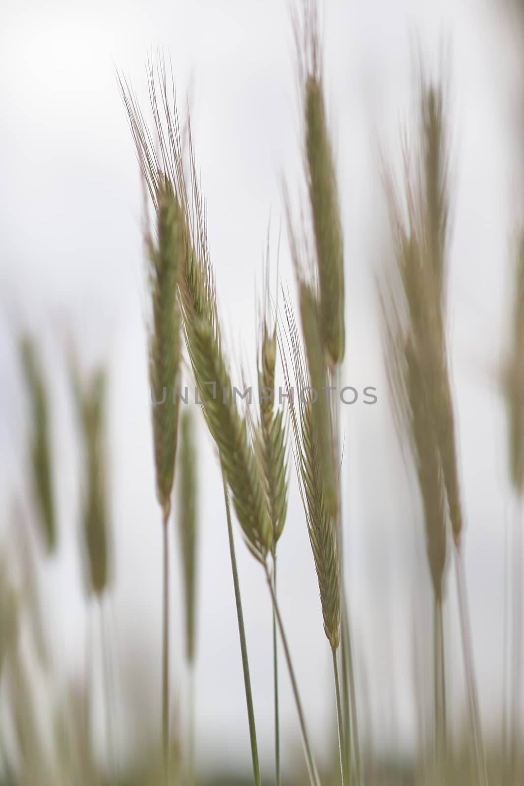 Ripe ears of rye in the field