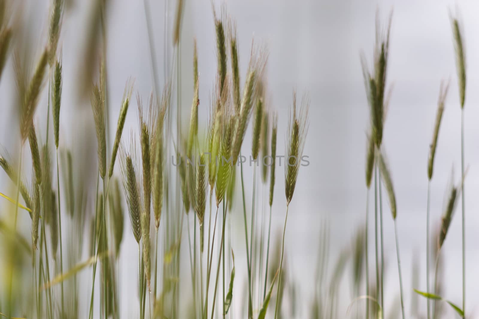 Ripe ears of rye in the field