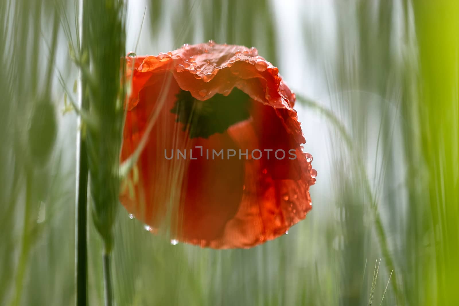 Freshly developed poppy flower with drops of morning dew by ArturNyk