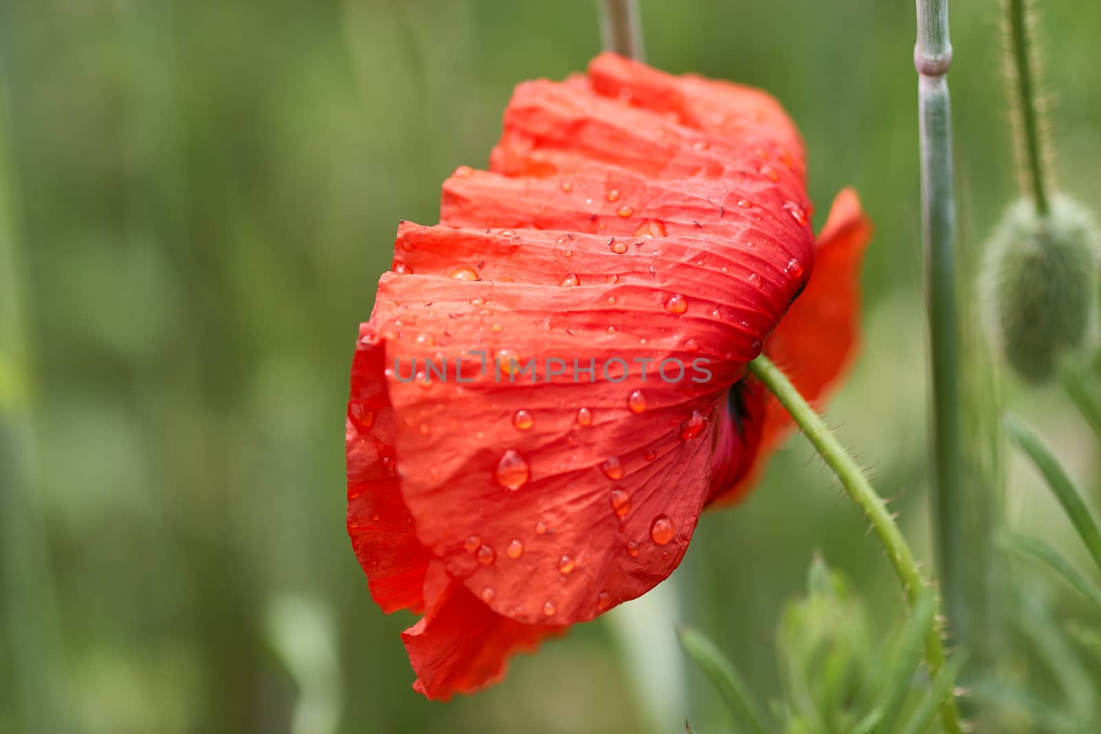 Freshly developed poppy flower with drops of morning dew by ArturNyk