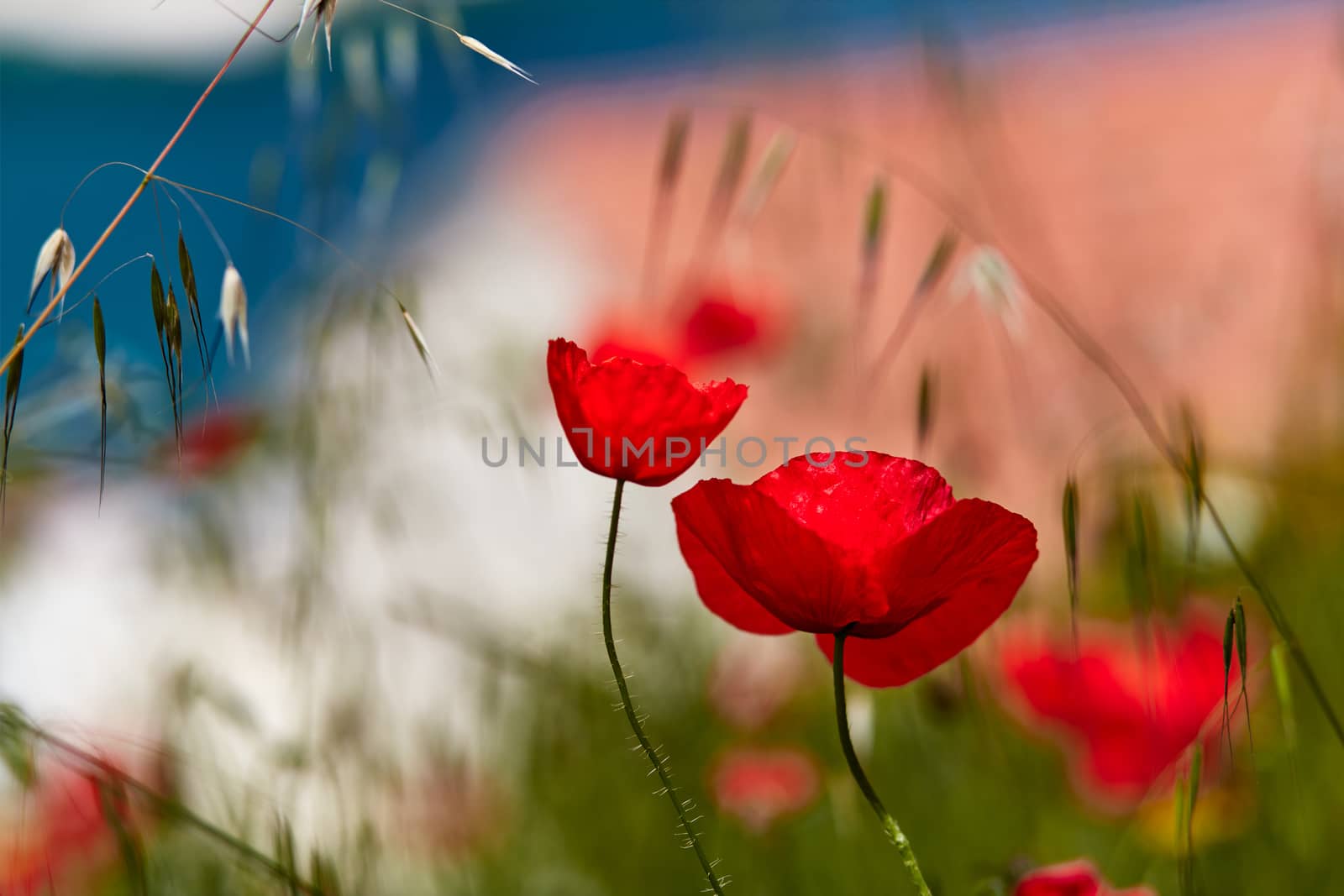 Red poppies, in the background fuzzy view of a tourist town in Croatia.