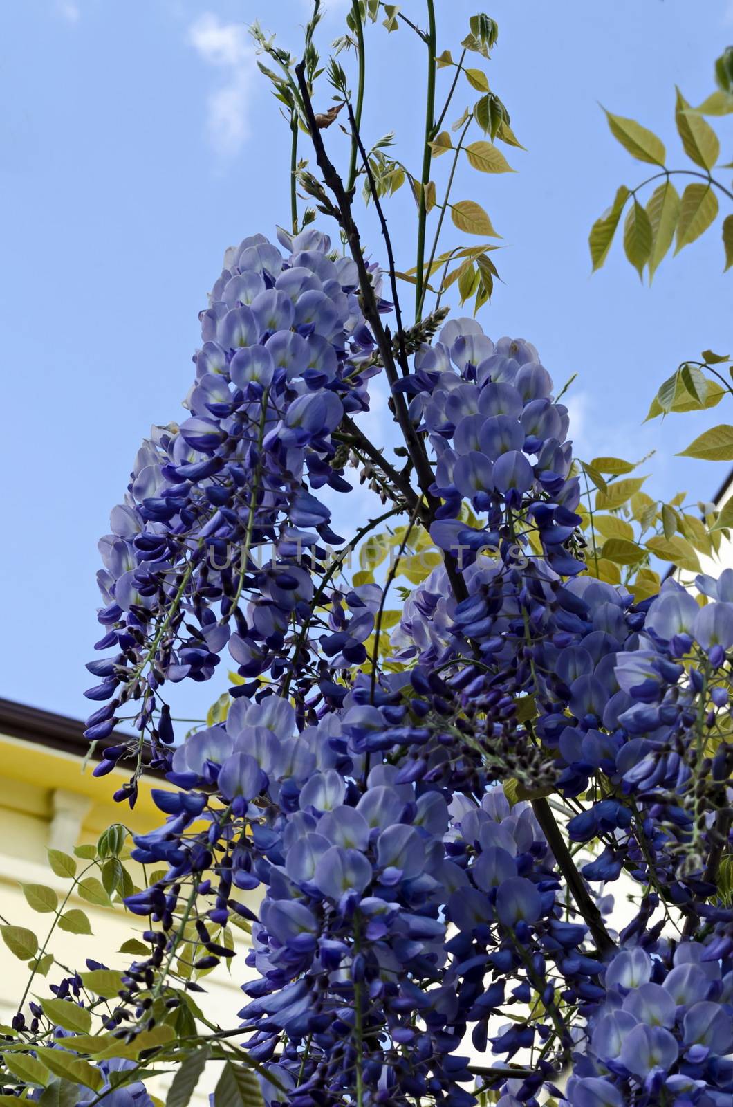 Branch  of wisteria  with bunch of purple blossoms and leaves  at springtime in garden, Sofia, Bulgaria