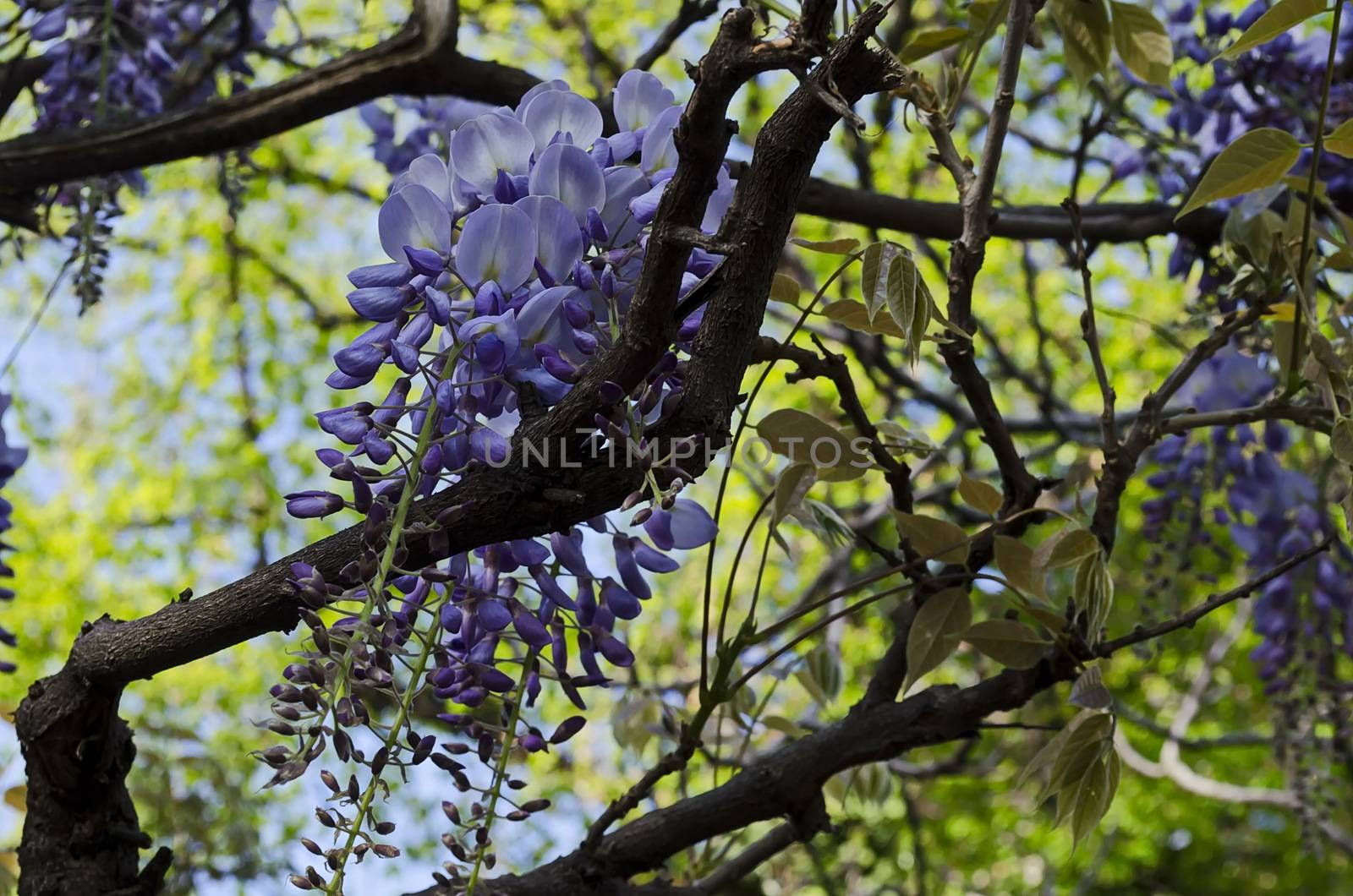 Branch  of wisteria  with bunch of purple blossoms and leaves  at springtime in garden, Sofia, Bulgaria