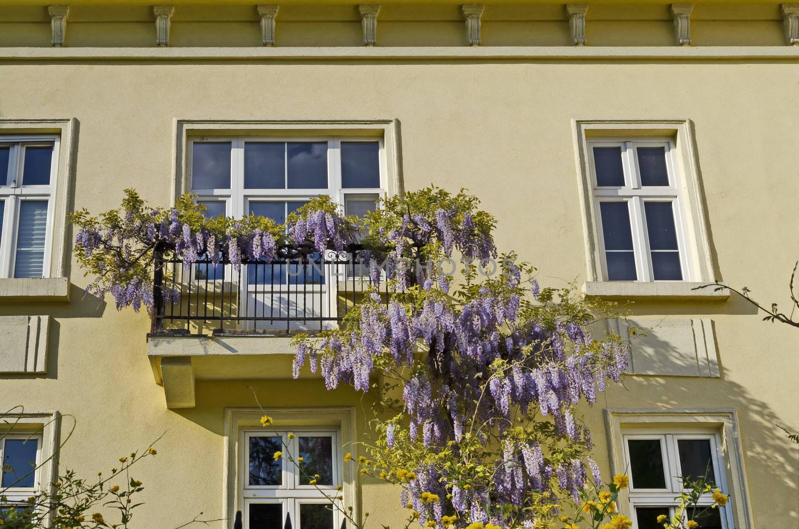 Full flowered purple wisteria with blossom and leaves on a railing at balcony, Sofia, Bulgaria