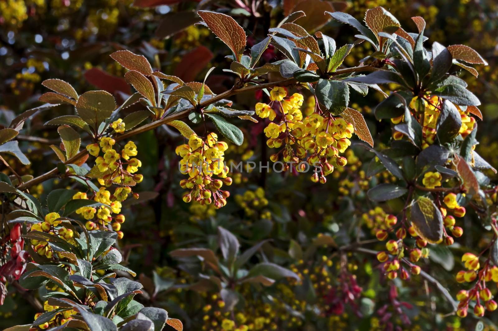 View of Berberis, highly branched, with broad leaves prickly bush and yellow brown aromatic blossom  in  the  garden, Sofia, Bulgaria