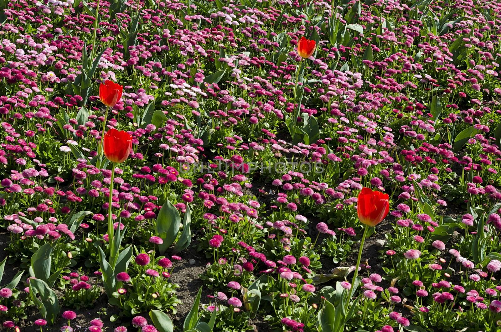 Springtime garden with pink daisies and red tulips in bloom, Sofia, Bulgaria