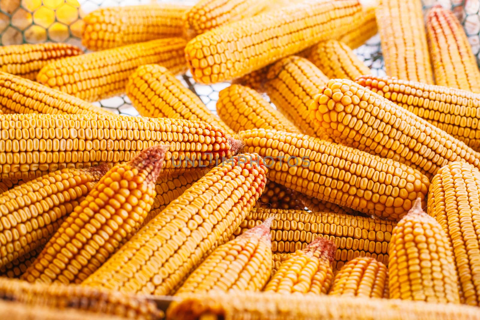 Many ears of yellow dry corn in the sunlight. Corn storage