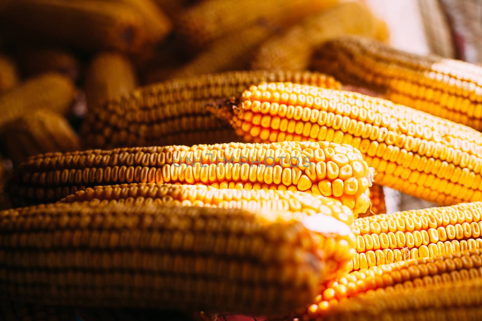 Many ears of yellow dry corn in the sunlight. Corn storage