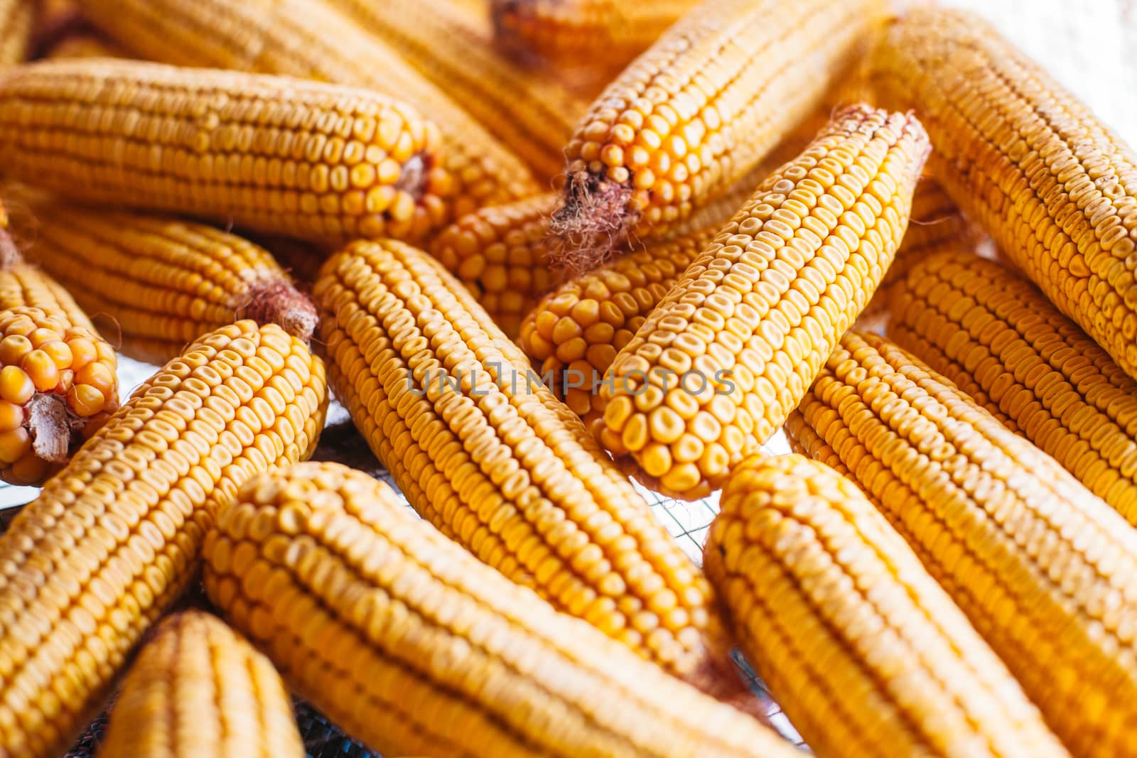 Many ears of yellow dry corn in the sunlight. Corn storage
 by Opikanets