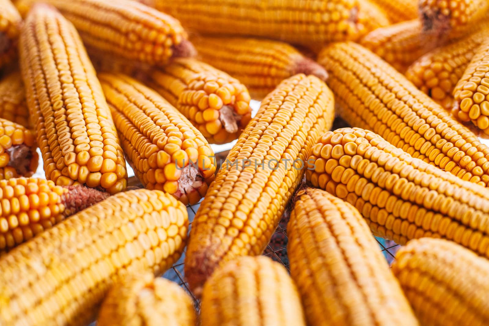 Many ears of yellow dry corn in the sunlight. Corn storage