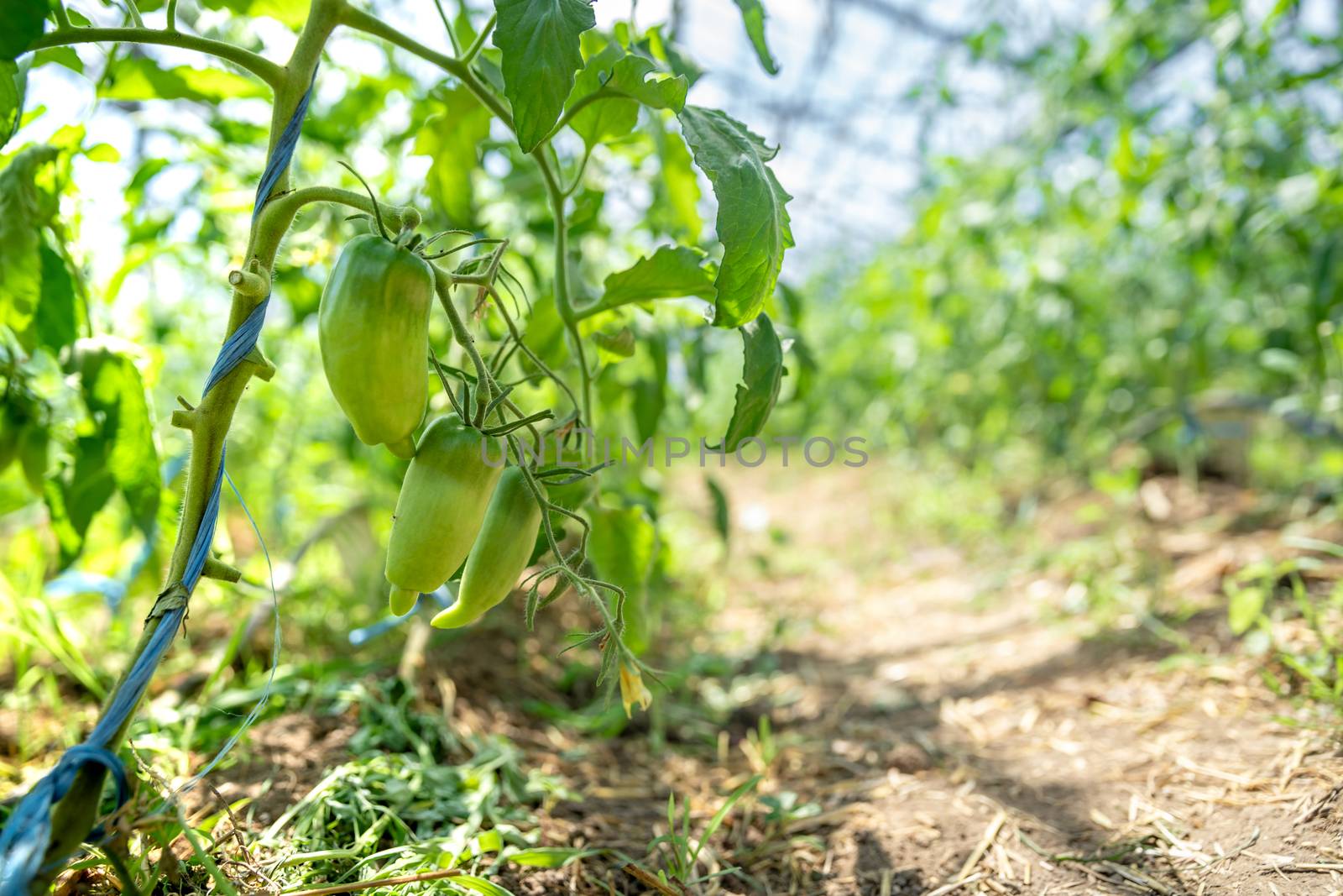 ripening in the sun peppers on an organic farm, healthy nutrition, farm products