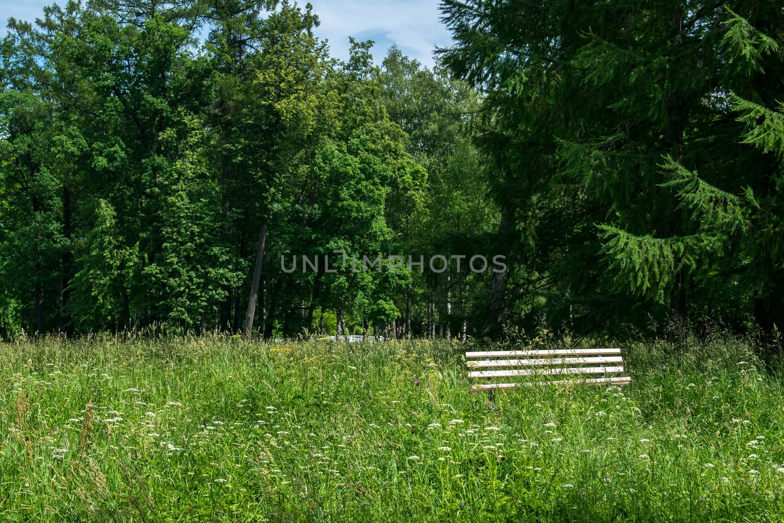 A lonely resting bench stands on a flowering meadow under an old spruce