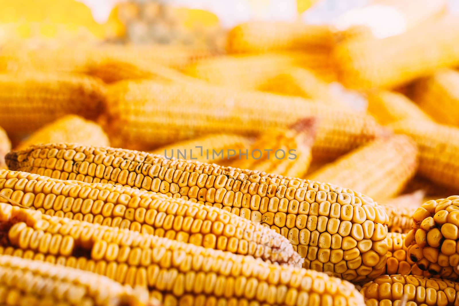 Many ears of yellow dry corn in the sunlight. Corn storage