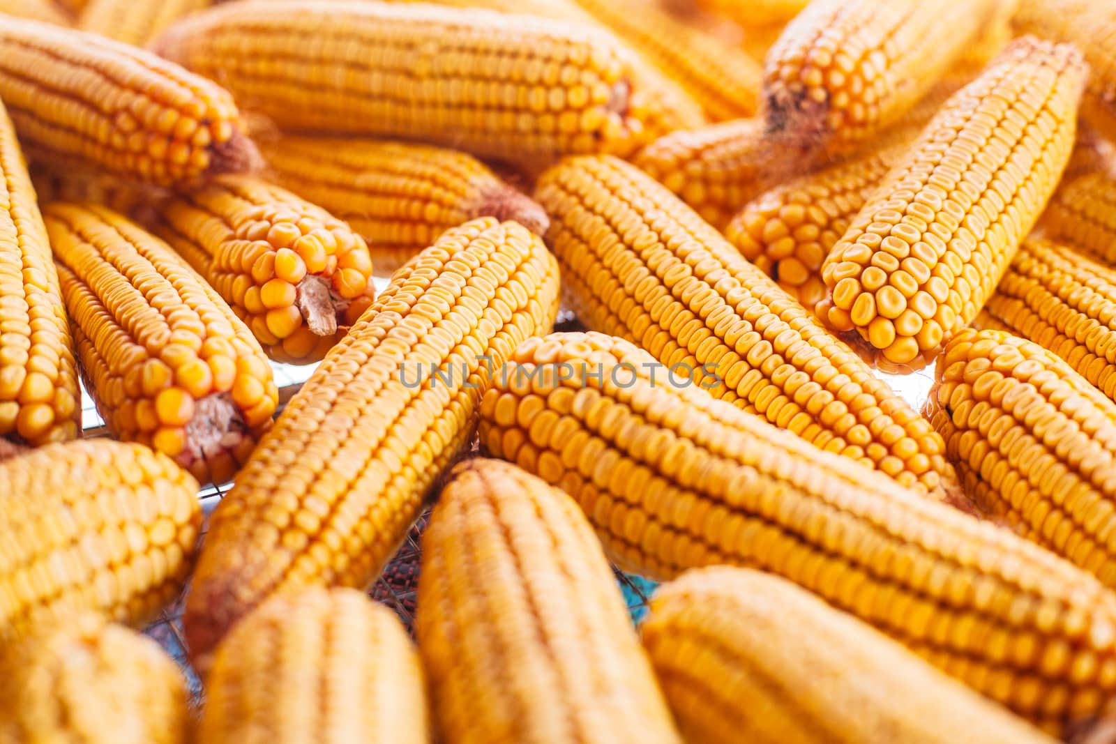 Many ears of yellow dry corn in the sunlight. Corn storage