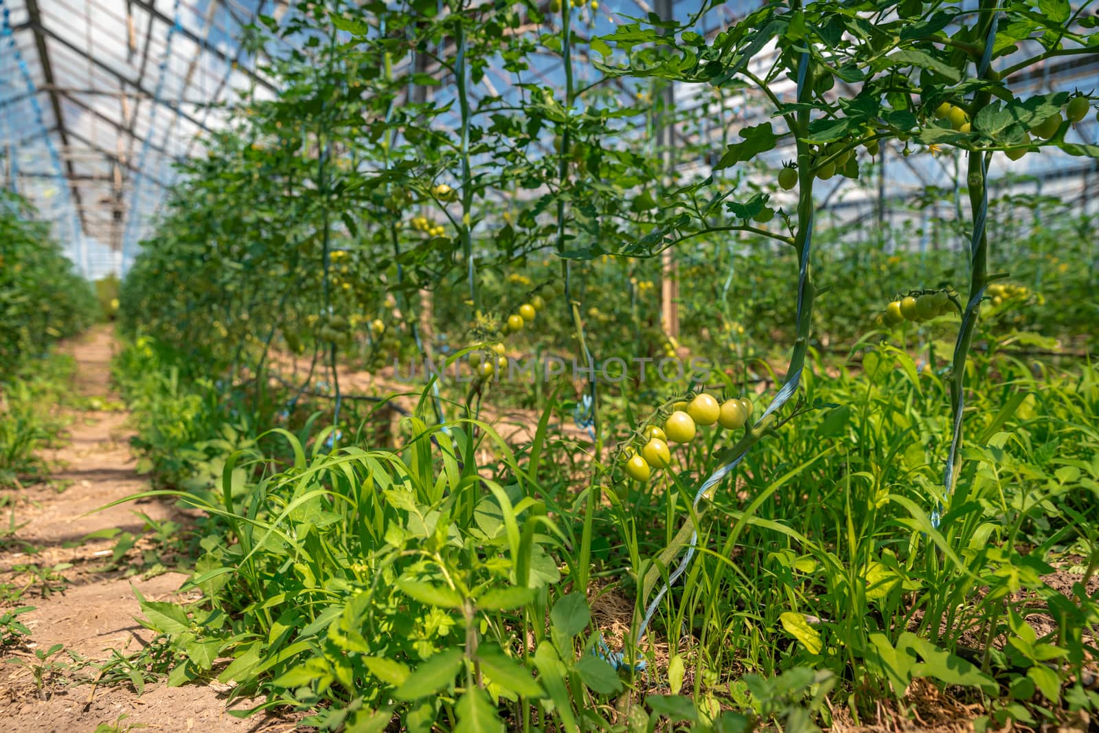 Organic green tomatoes ripen in a greenhouse. growing vegetables without chemicals, healthy food.