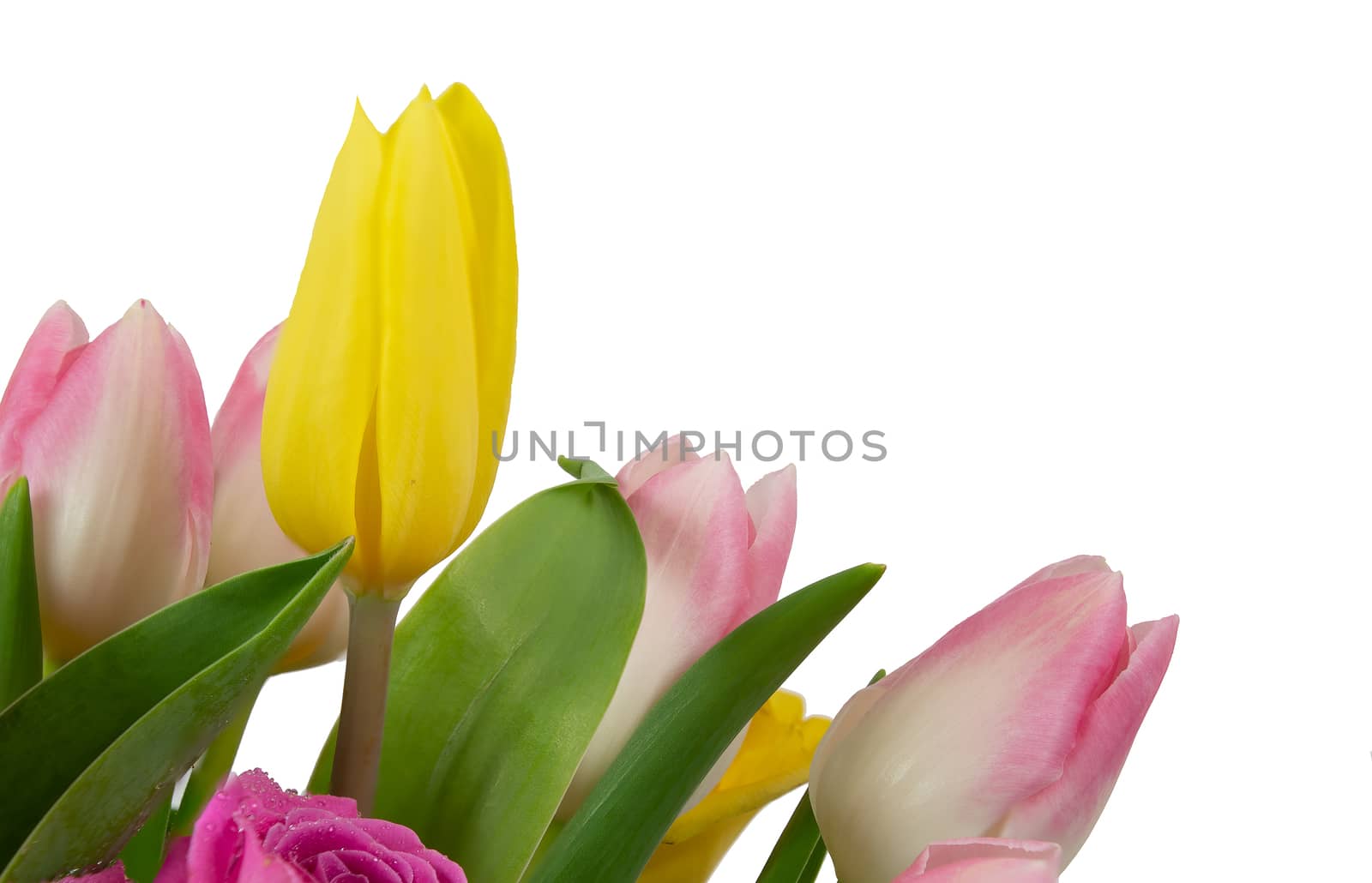 Pink and yellow Tulips isolated on a white background