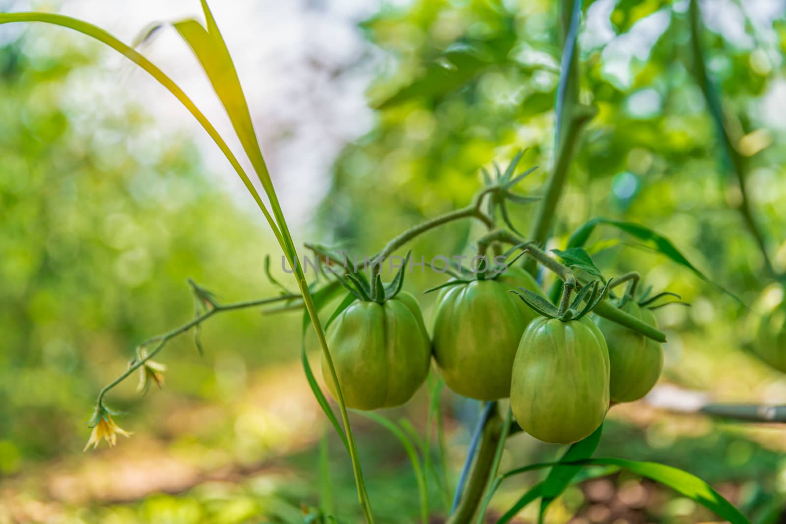 organic tomatoes ripening in a glass, vegetables without chemicals