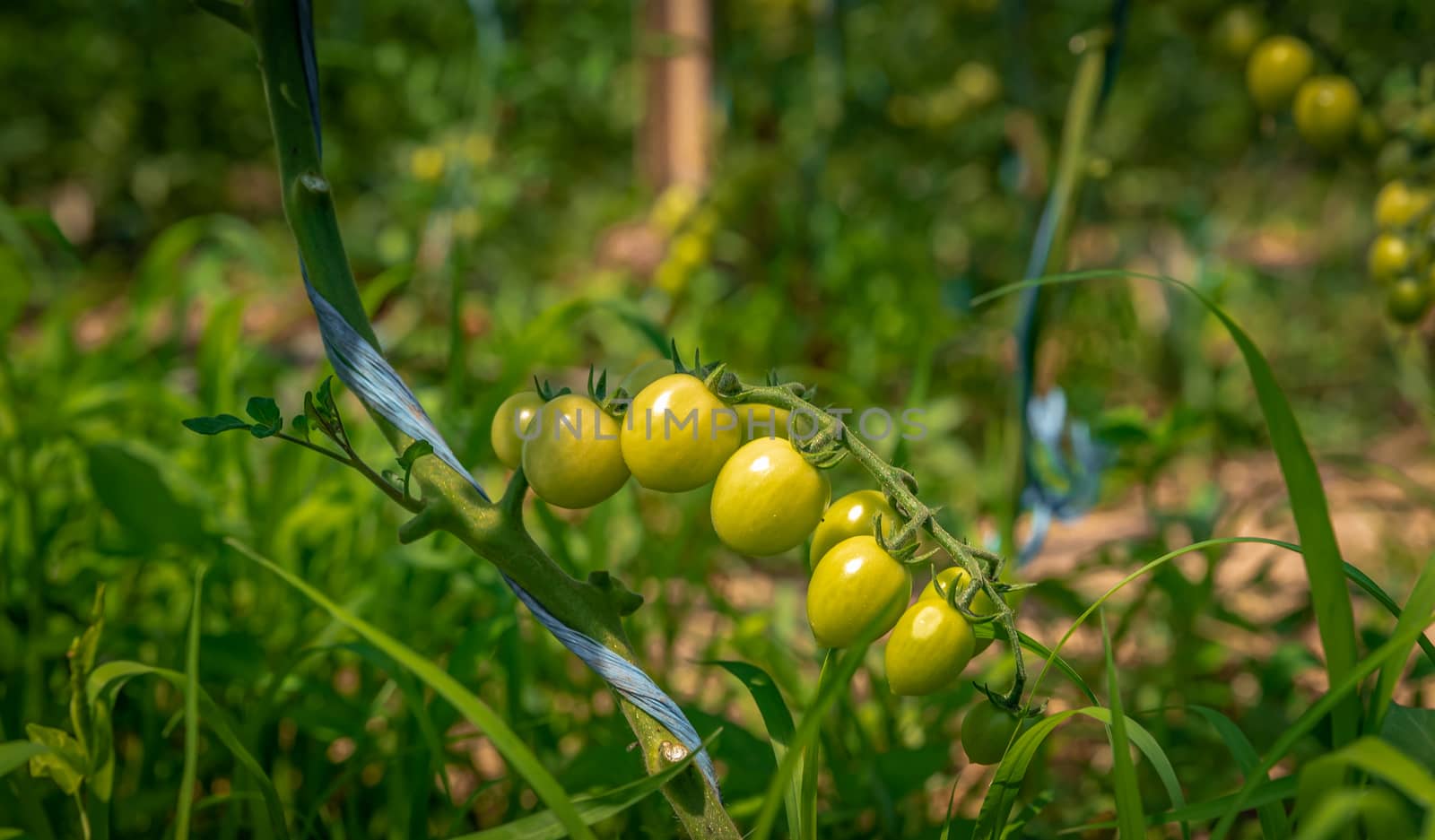 ripening green tomatoes in a greenhouse on an organic farm. healthy vegetables full of vitamins by Edophoto