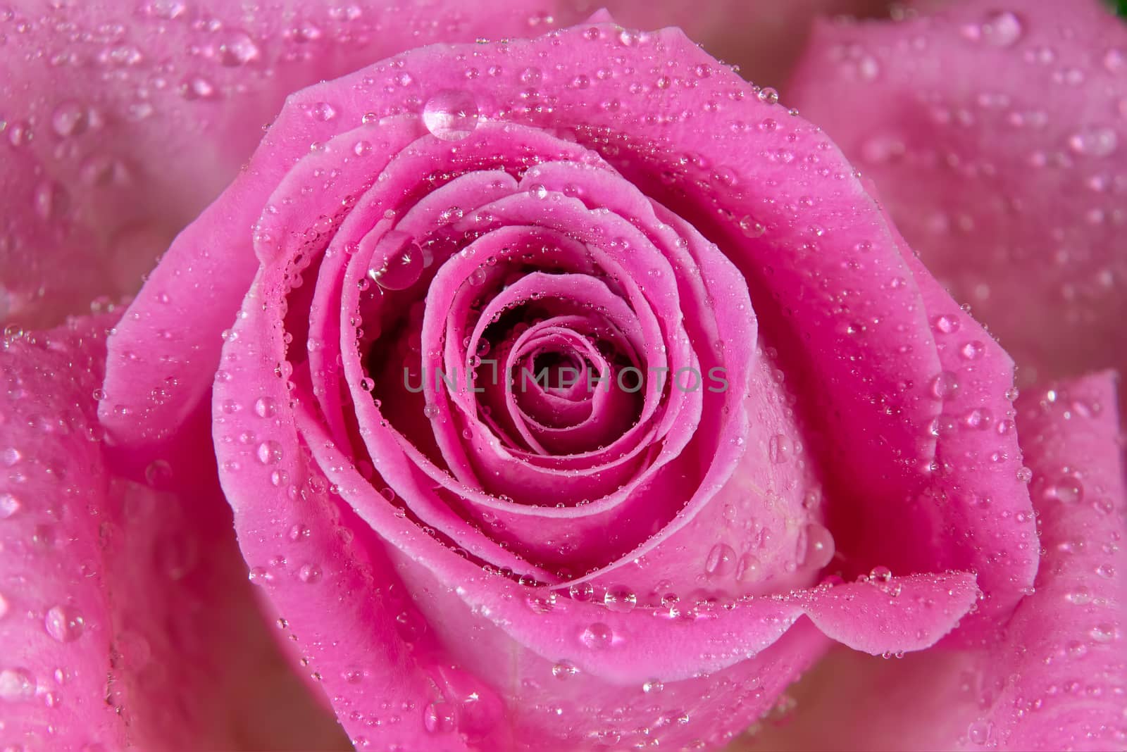 Close macro shot of a rose with water drops