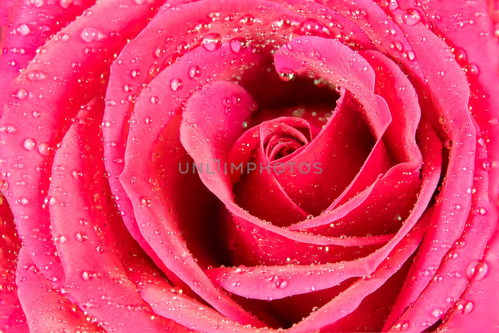 Close macro shot of a rose with water drops