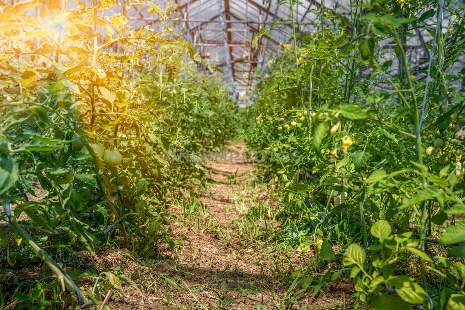 green tomatoes in a greenhouse ripen in the sun on the farm by Edophoto