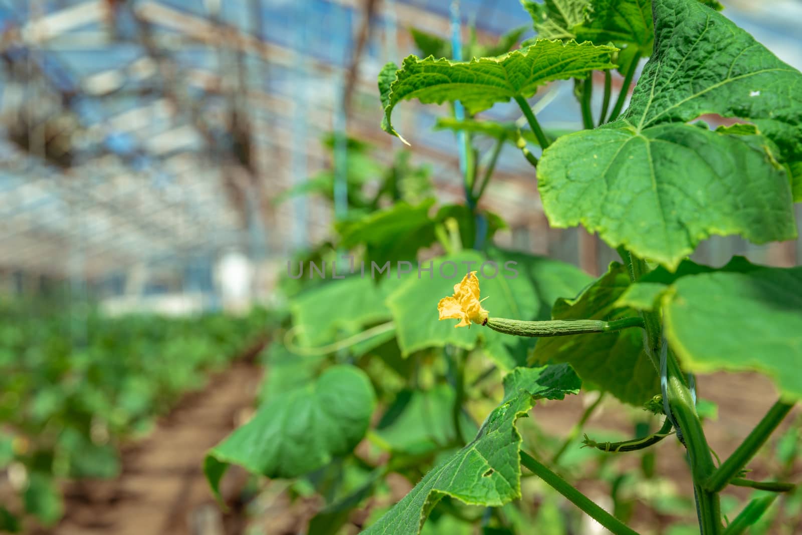 growing organic cucumbers without chemicals and pesticides in a greenhouse on the farm, healthy vegetables with vitamins.