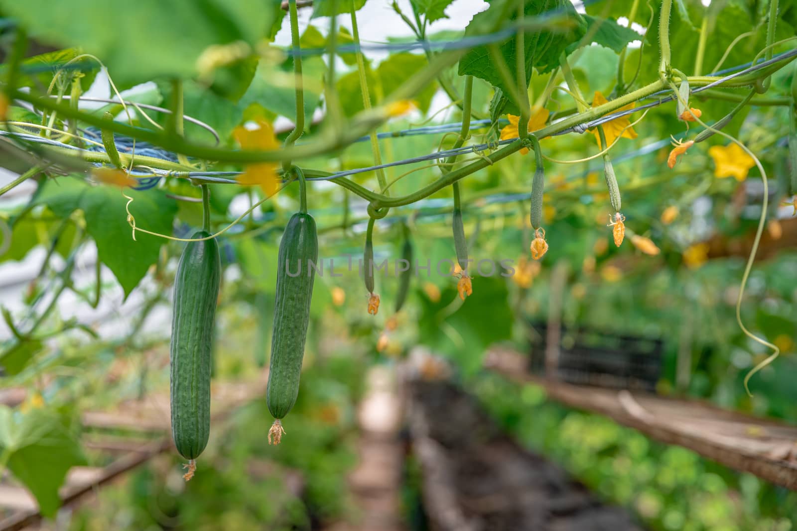 flowering plants green cucumbers growing in a greenhouse on the farm, healthy vegetables without pesticides, organic product. copy space by Edophoto