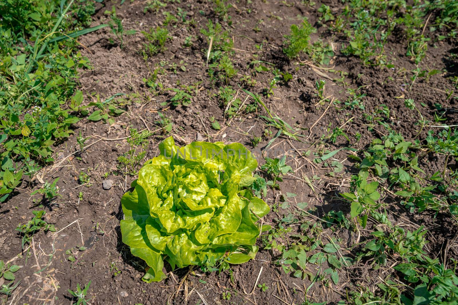 head salads in a field on an organic farm grown without pesticides and chemicals.