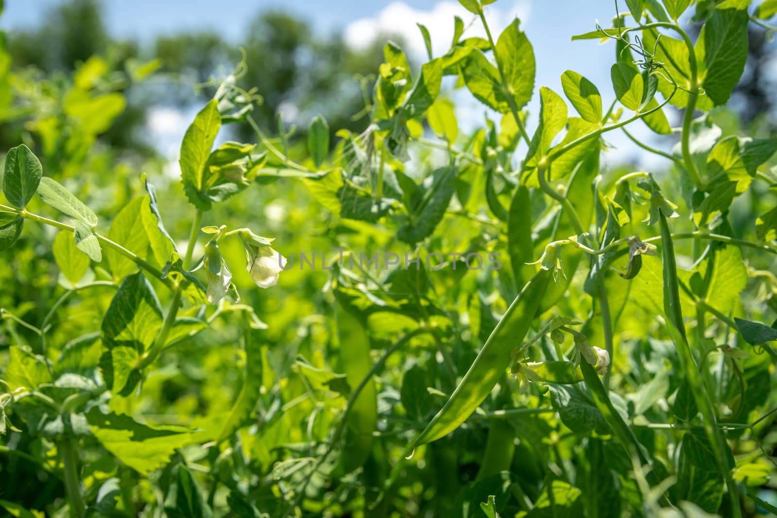 growing green sugar peas in organic quality without pesticide on the farm.