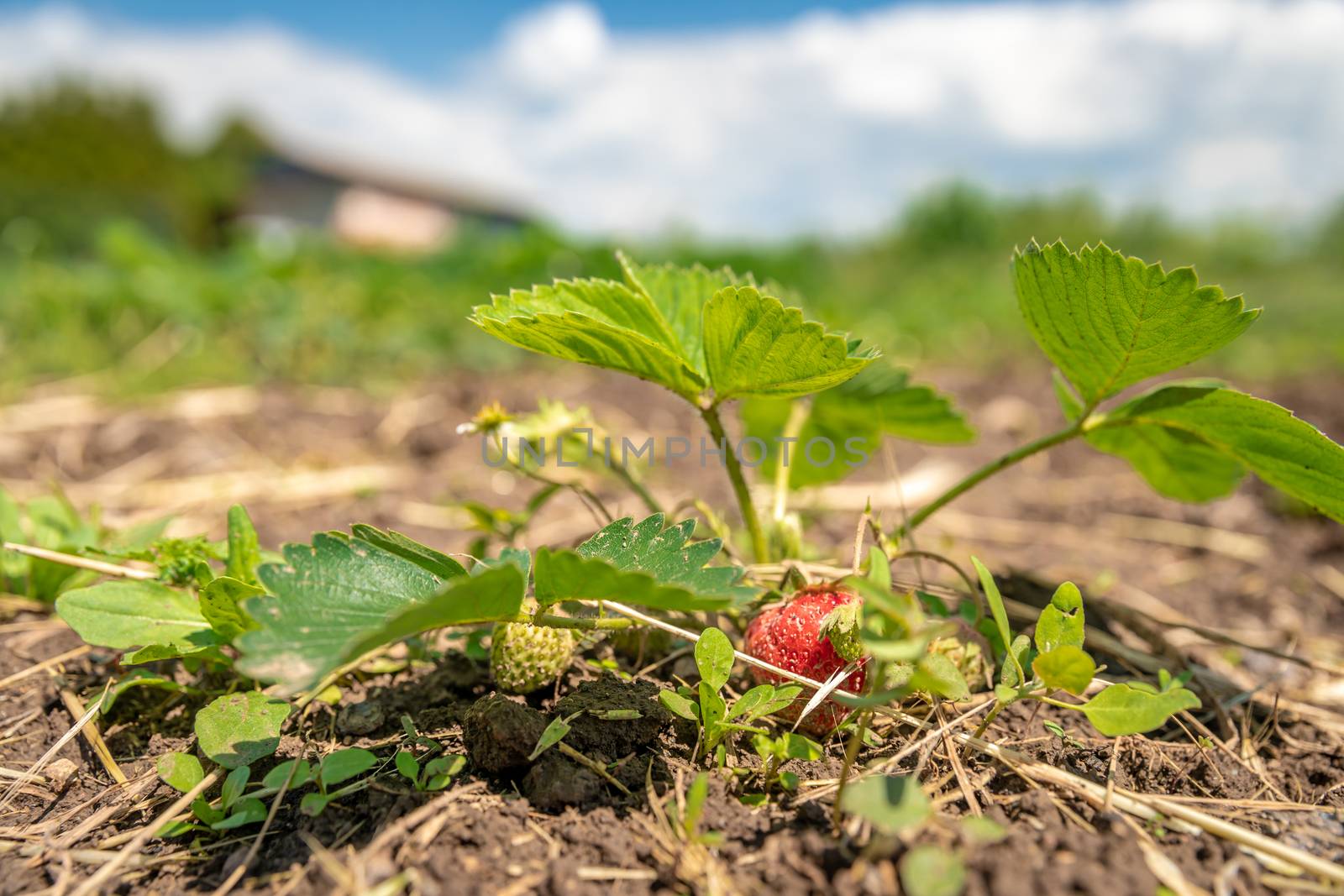 growing strawberries without chemistry on an organic farm.