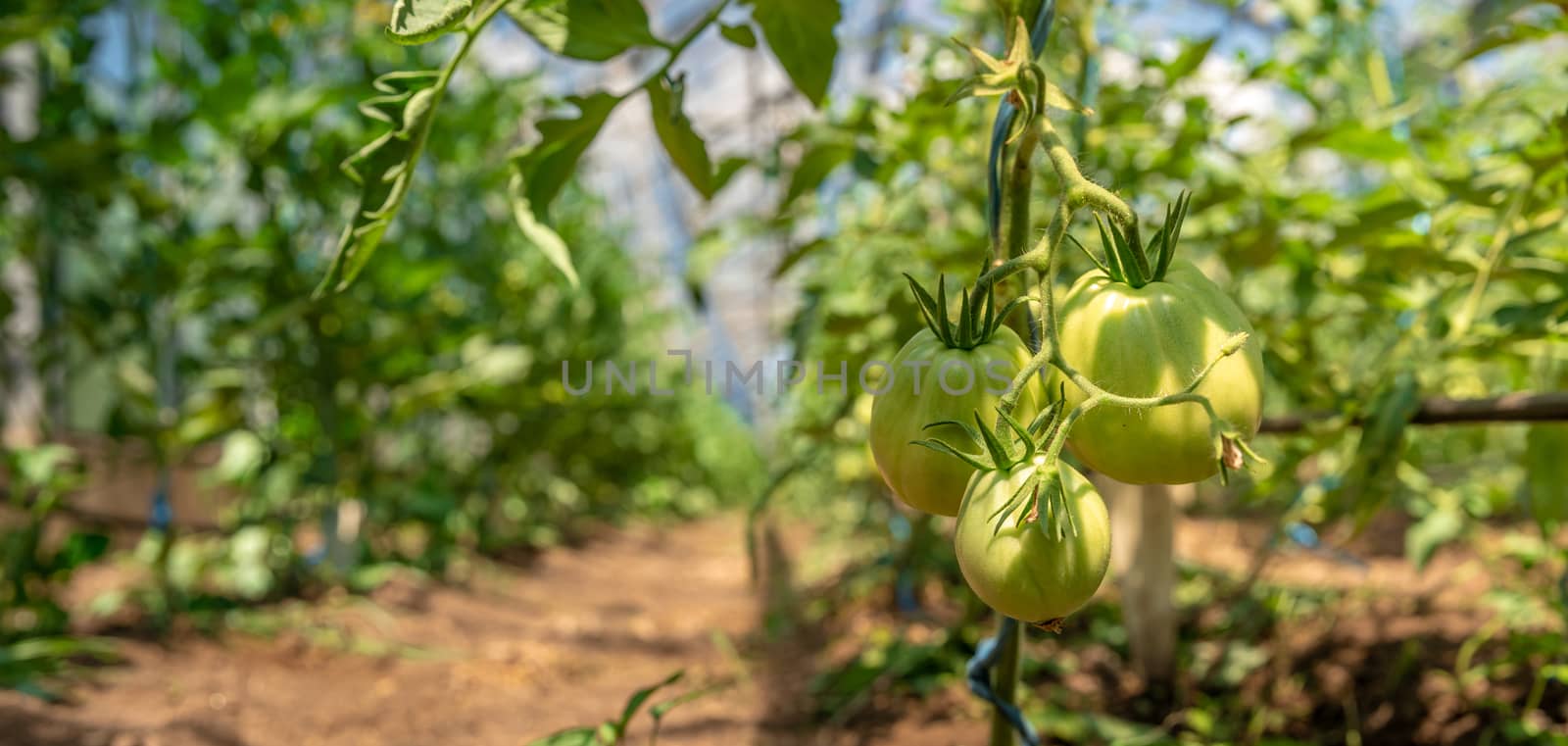 growing tomatoes in organic quality without chemicals in a greenhouse on the farm. healthy food, vegetables. copy space by Edophoto