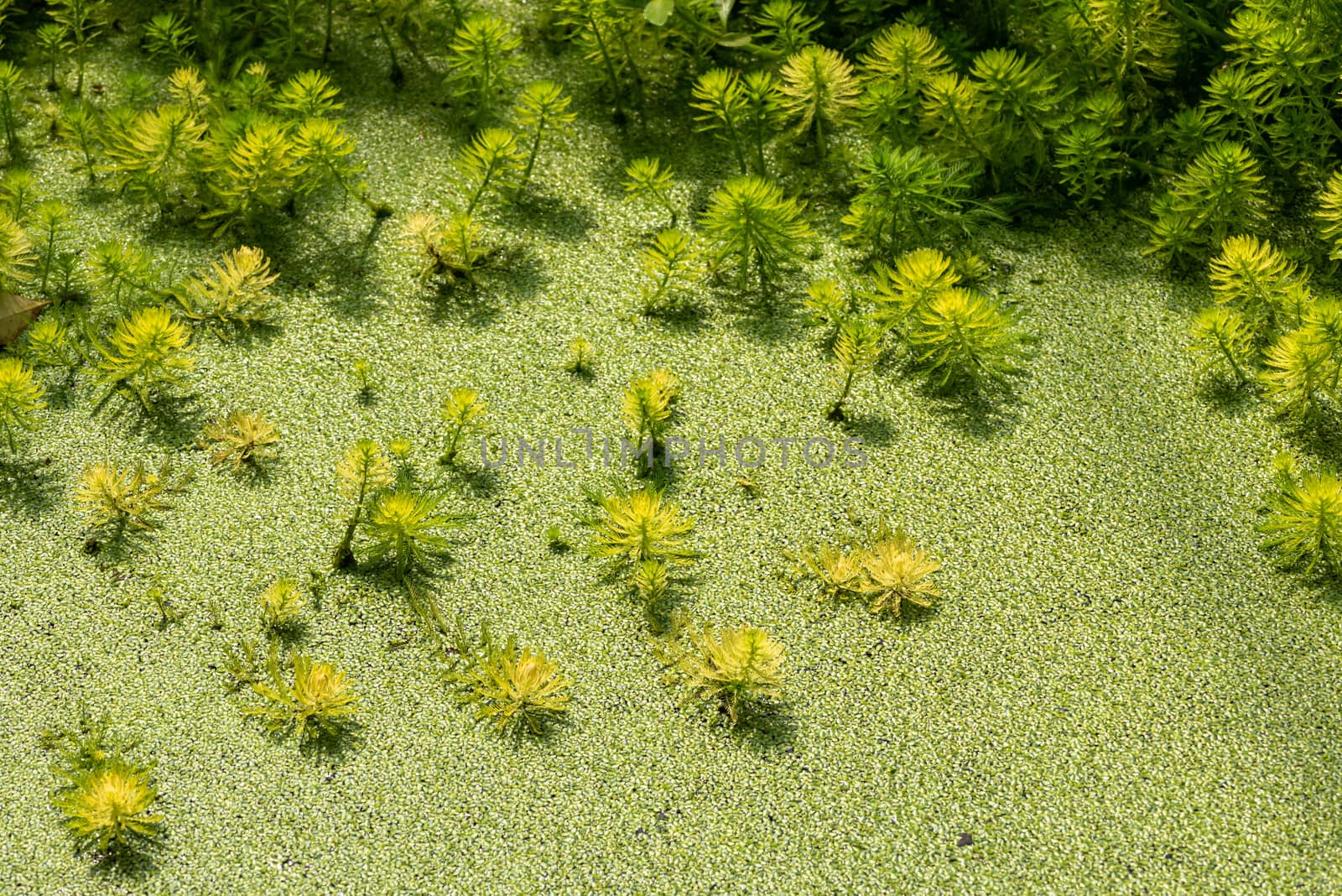 Eucalyptus and Parrot's feather - Myriophyllum aquaticum - green leaves close-up view in a pond in Chengdu, Sichuan province, China