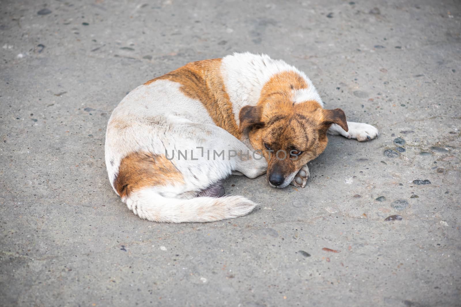 Little dog lying on the ground in a street