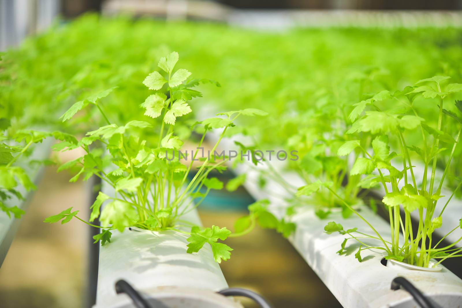 Organic vegetable seedlings Plots of organic vegetables on the farm Growing vegetables without soil