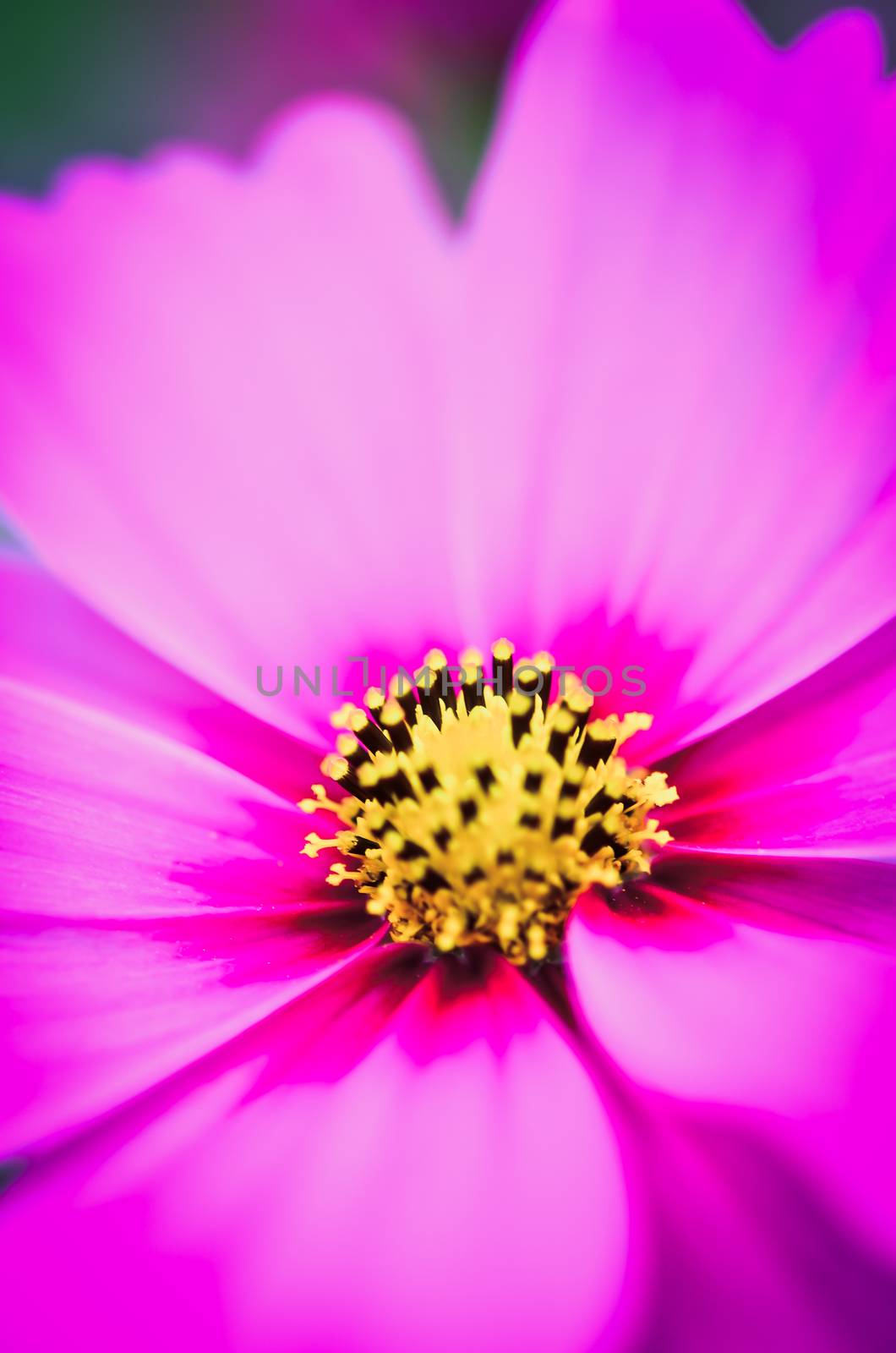 pink cosmos bloom in the garden with sky in the background. by photobyphotoboy