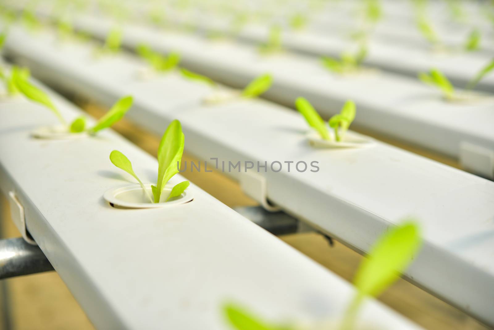 Organic vegetable seedlings Plots of organic vegetables on the farm Growing vegetables without soil