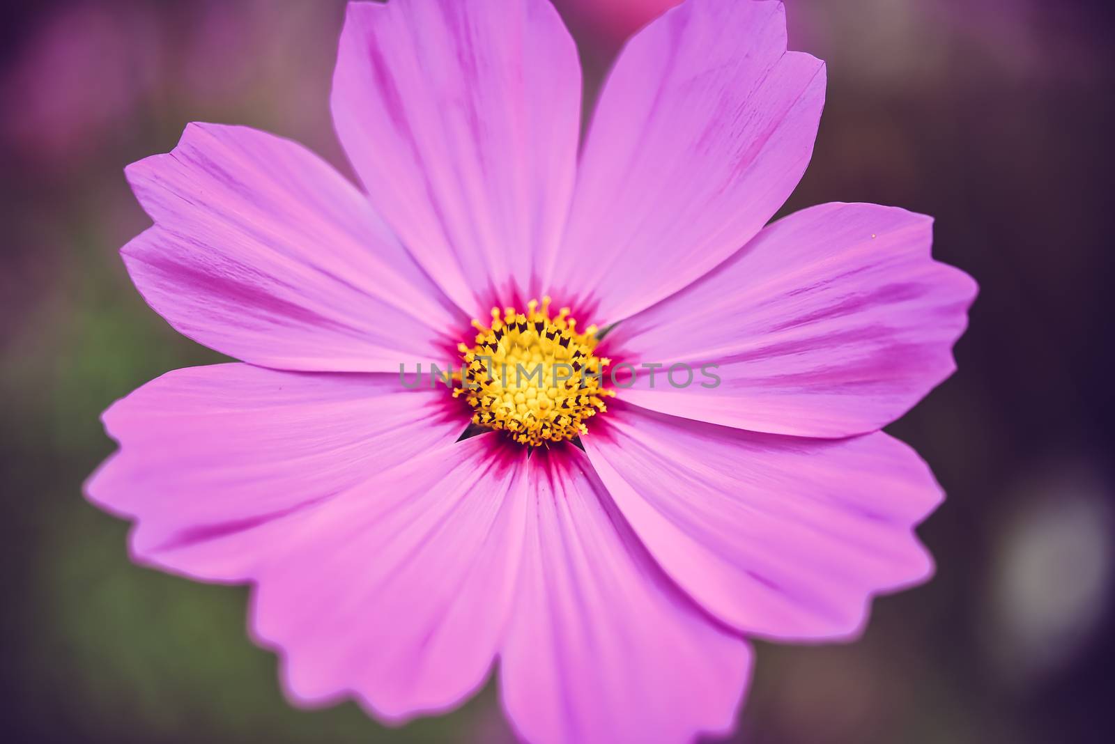 cosmos bloom in the garden with sky in the background.