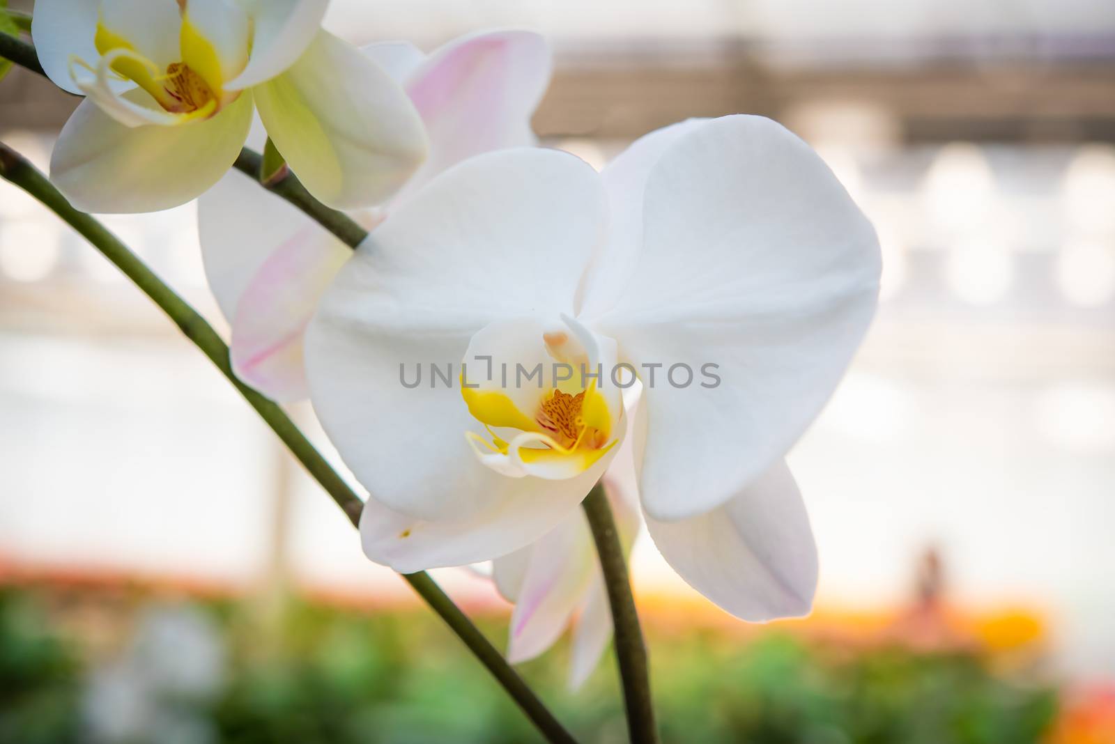white orchid in the garden