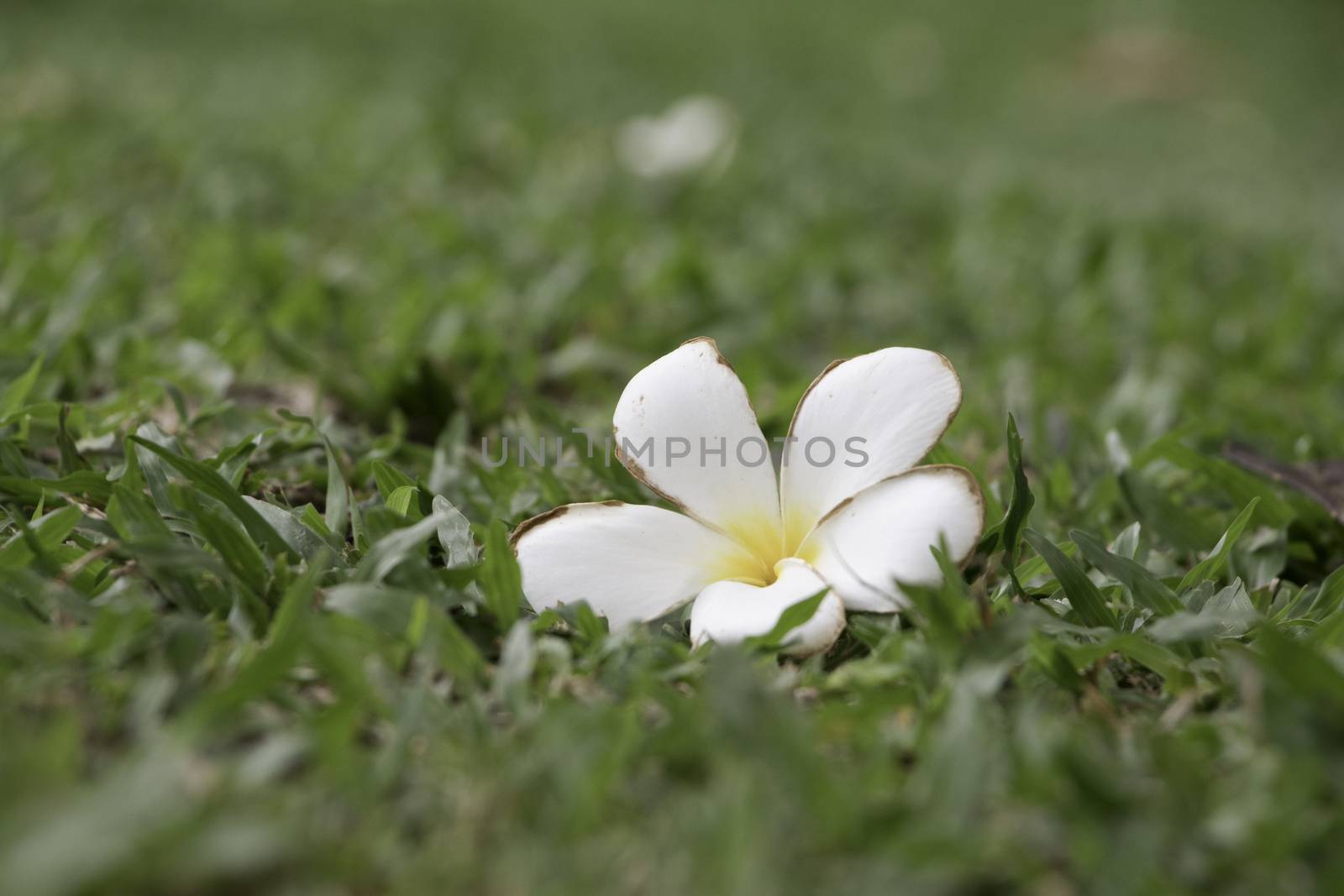 Frangipani on the green grass field in the park