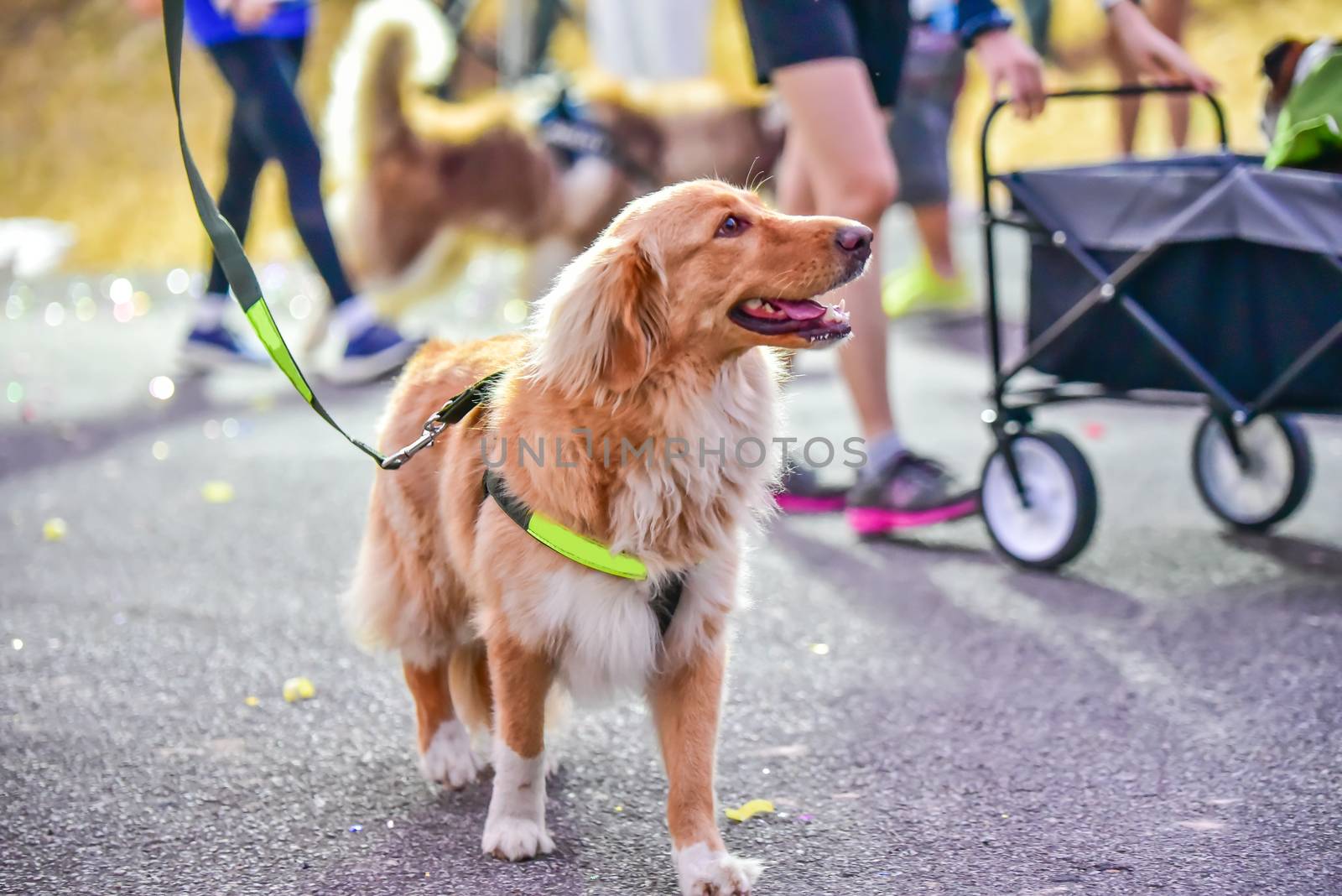 dog running exercise on the road with owner, exercise in the morning