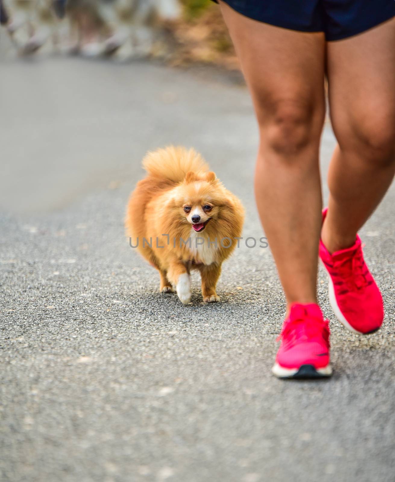 dog running exercise on the road with owner, exercise in the mor by photobyphotoboy